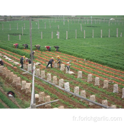 Légumes-racines frais Goût de carottes sucré